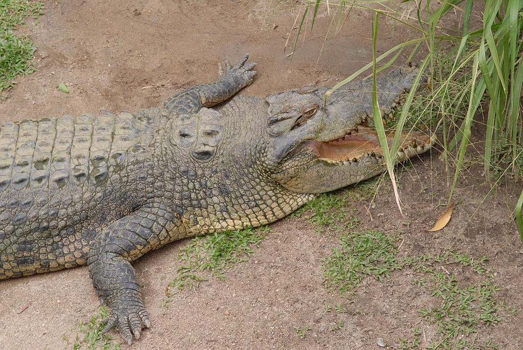 0075 Cairns Tropical Zoo.jpg